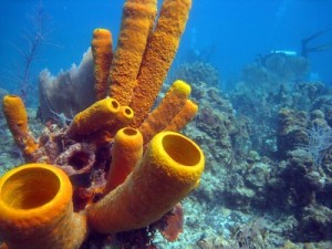 Sponges | lifeunderwater259